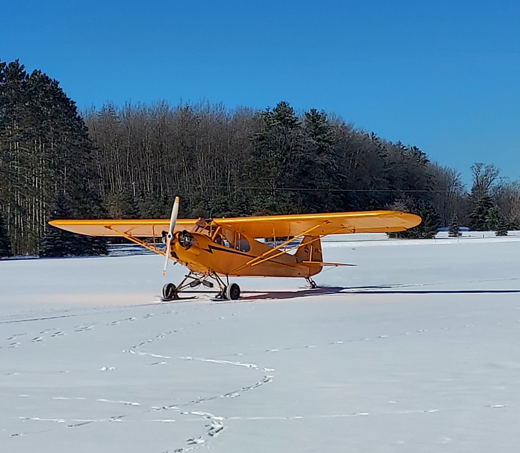 NC7427H: A Piper J-3 Cub's Journey 3 A yellow Piper J-3 Cub on skis parked on a snow-covered field under a clear blue sky, with a dense treeline behind it.